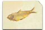 Detailed Fossil Fish (Knightia) - Wyoming #367472-1